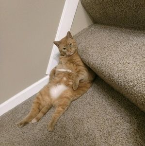 Meet your Posher, Collette